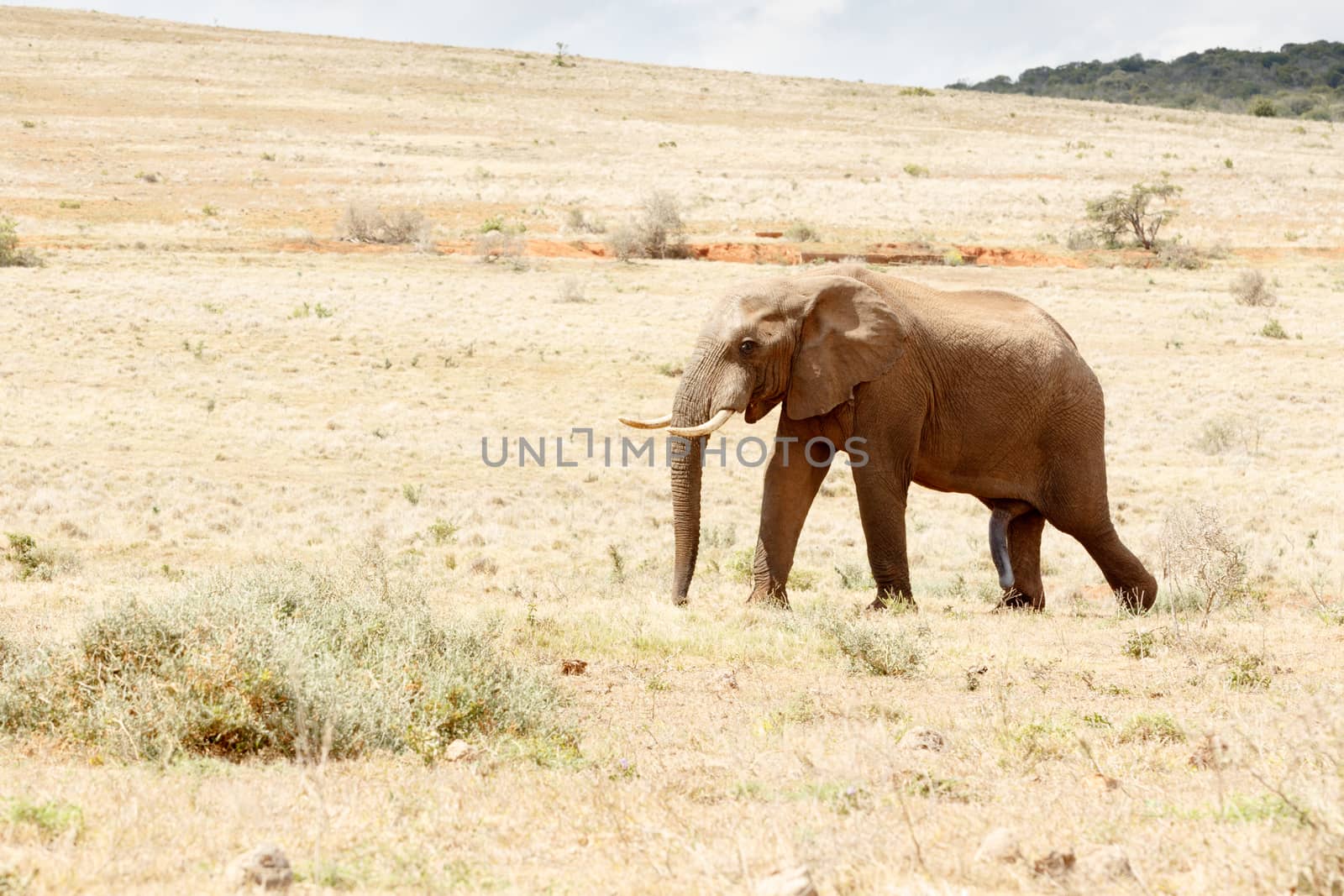 African Bush Elephant Walking up a hill in Addo.