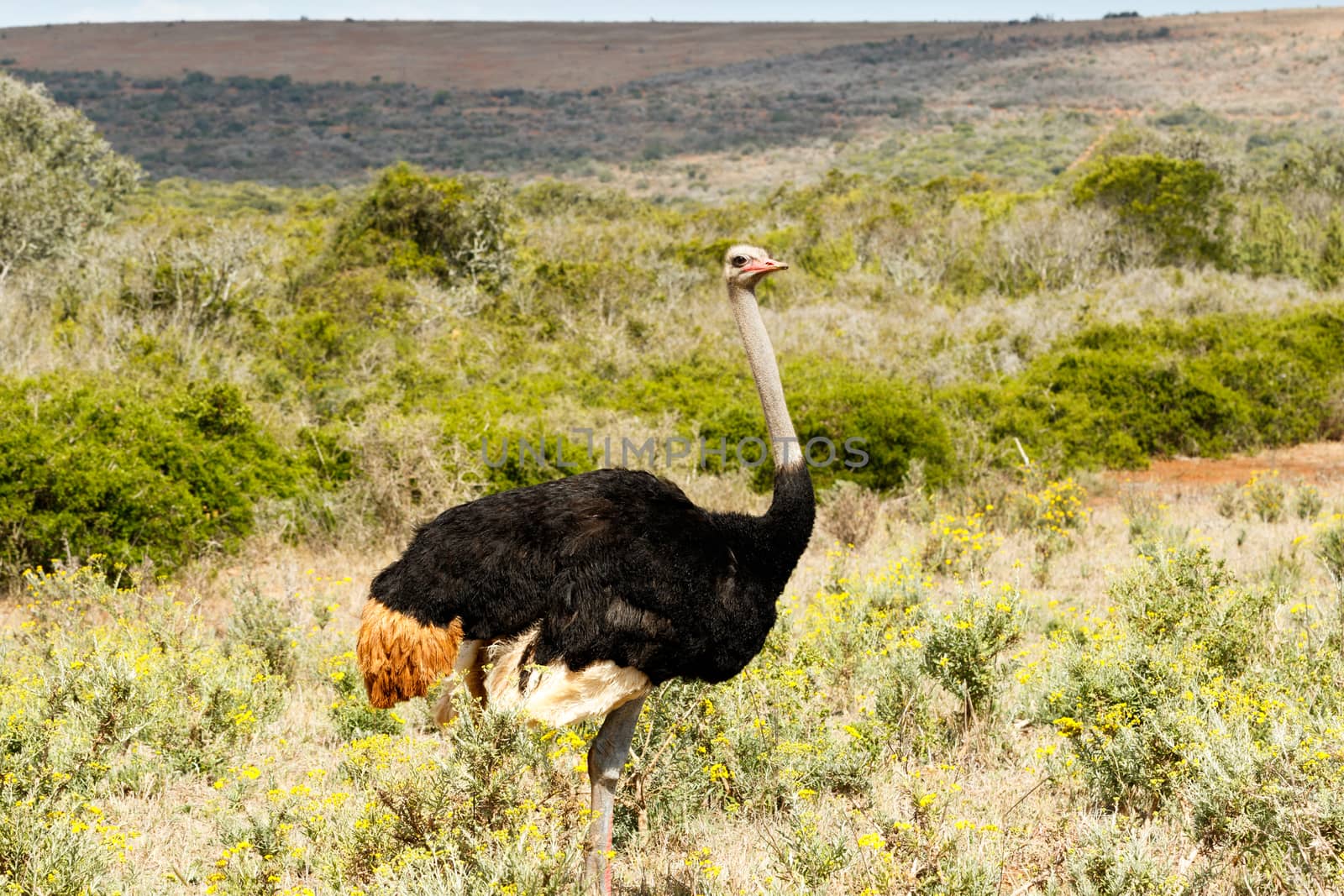 Ostrich in a green field with a hill in the background