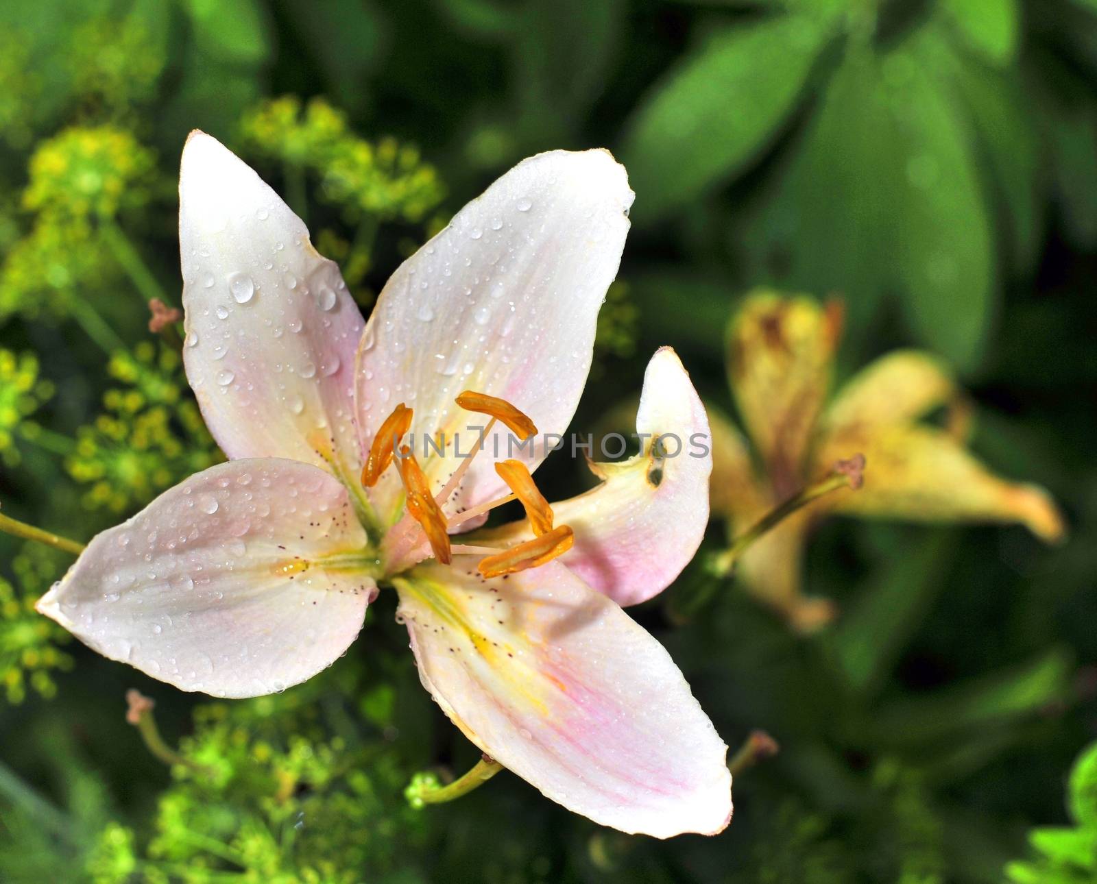 Macro from above of pink flower head with water drops on petals