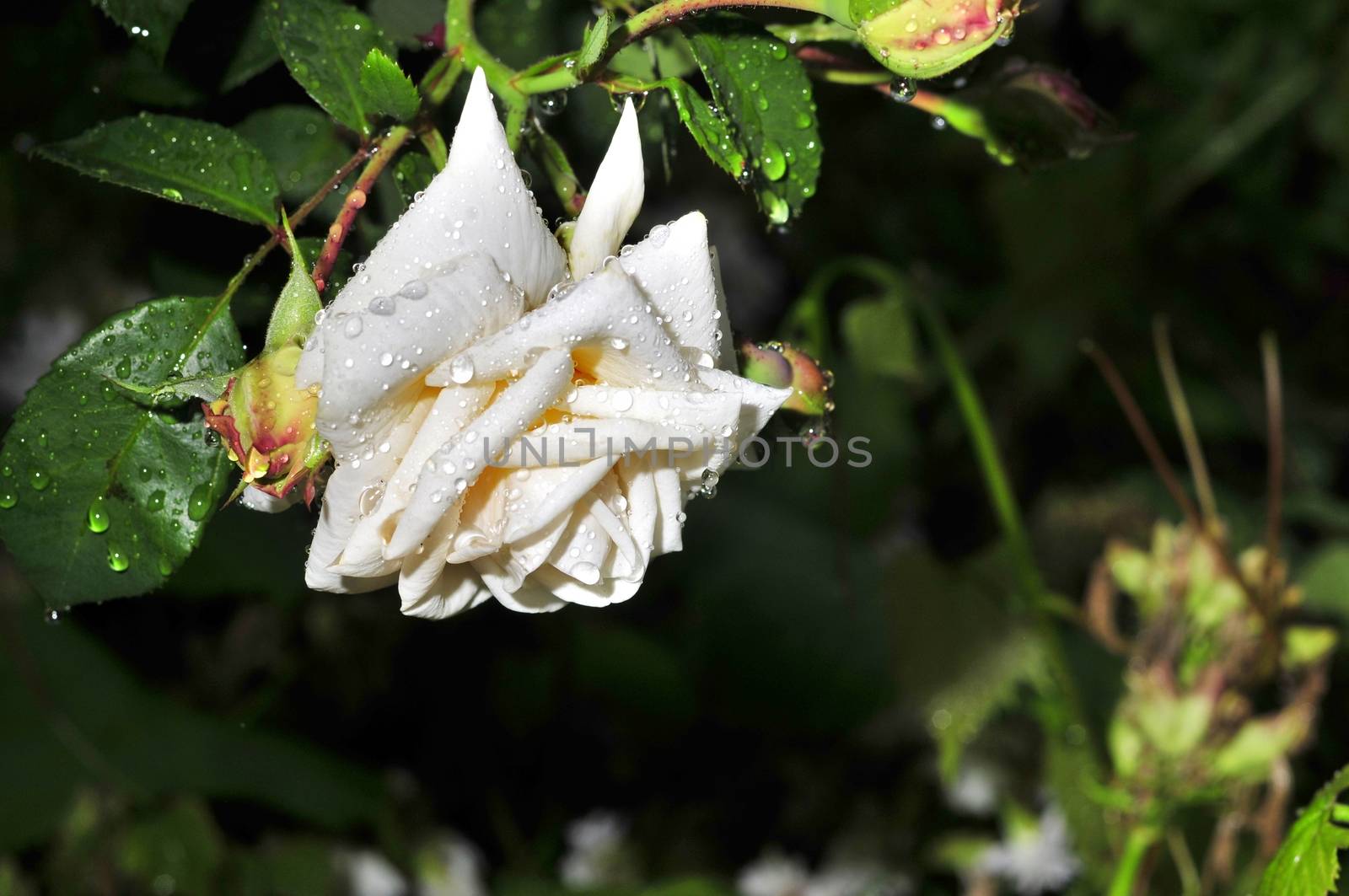 white rose with rain drops on the petals in the garden