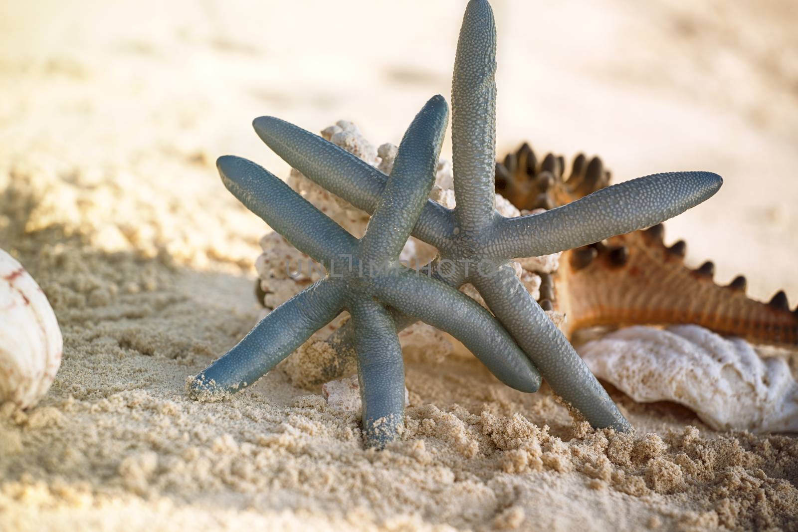 Starfish on the Beach. by mmproduct