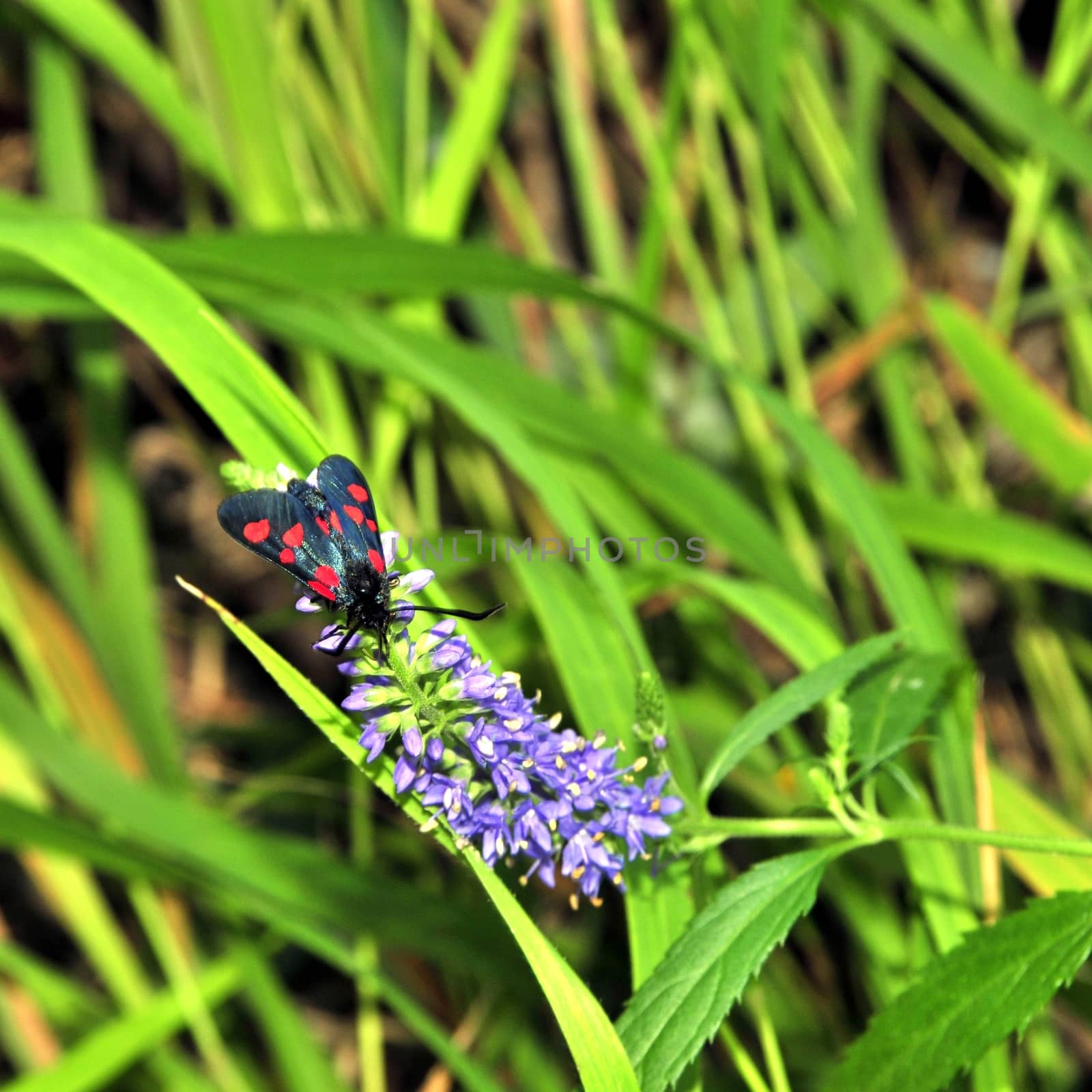 beautiful black forest butterfly Bush blue flowers