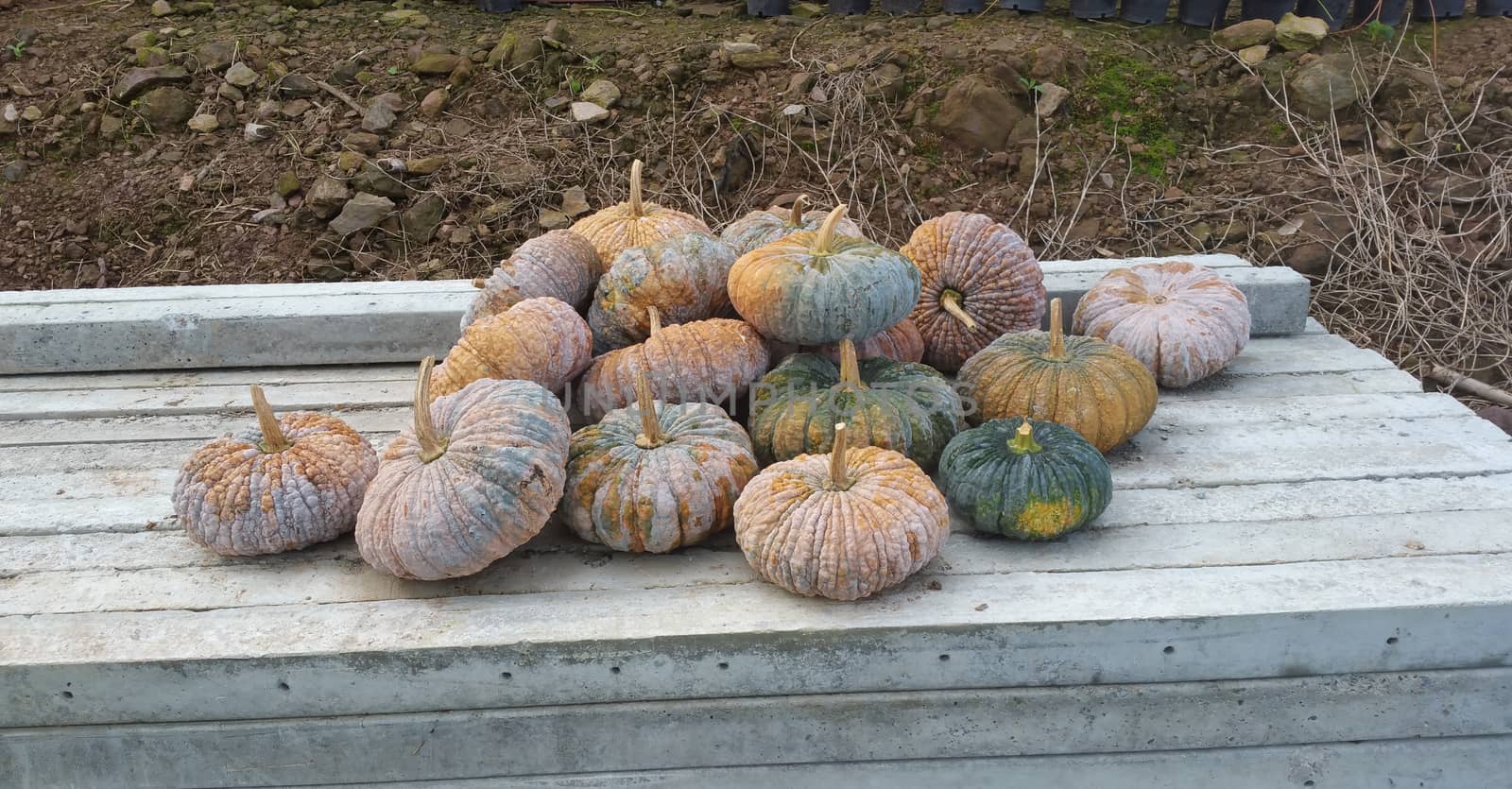 Pumpkins stack on the bench. Taken from the rural site of Nan province, Thailand. Just reap and ready to sell.