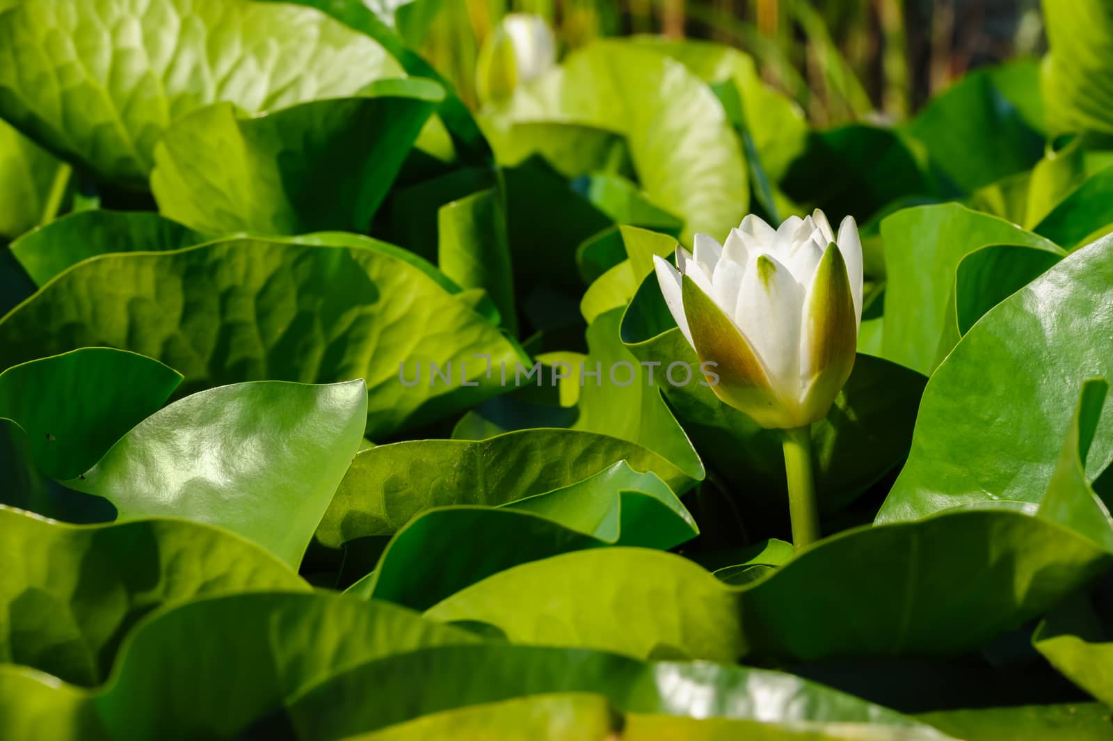 Beautiful white water lily in garden pond, selective focus