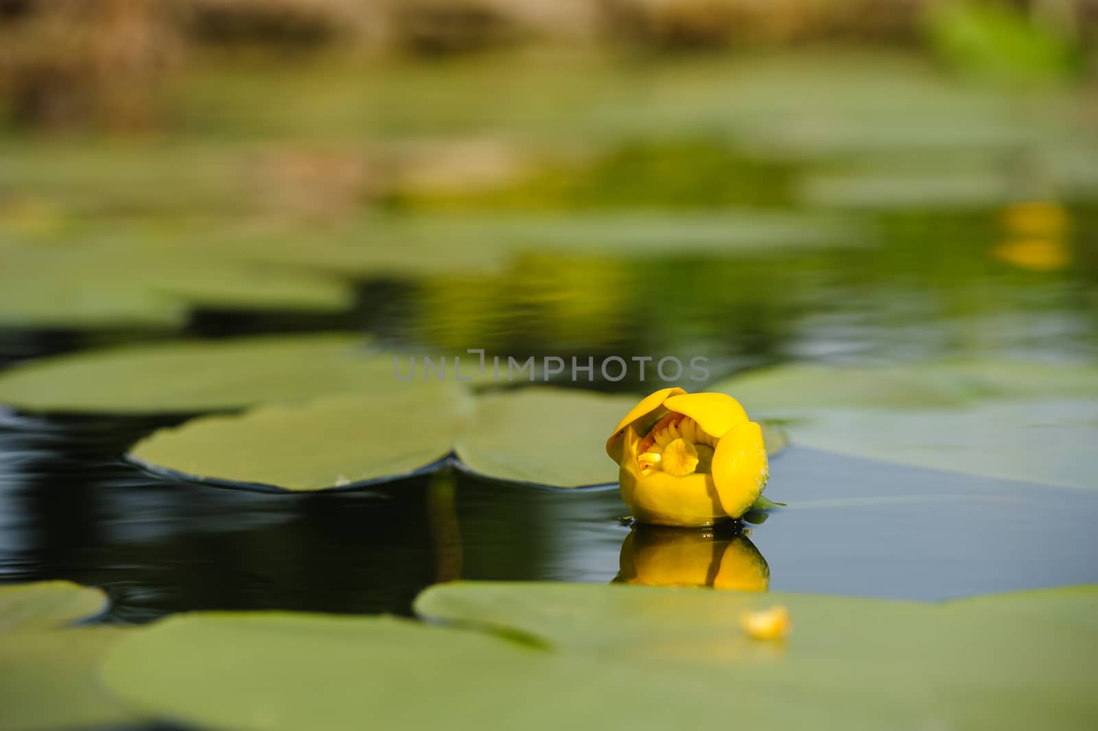 Beautiful yellow water lily in garden pond, selective focus