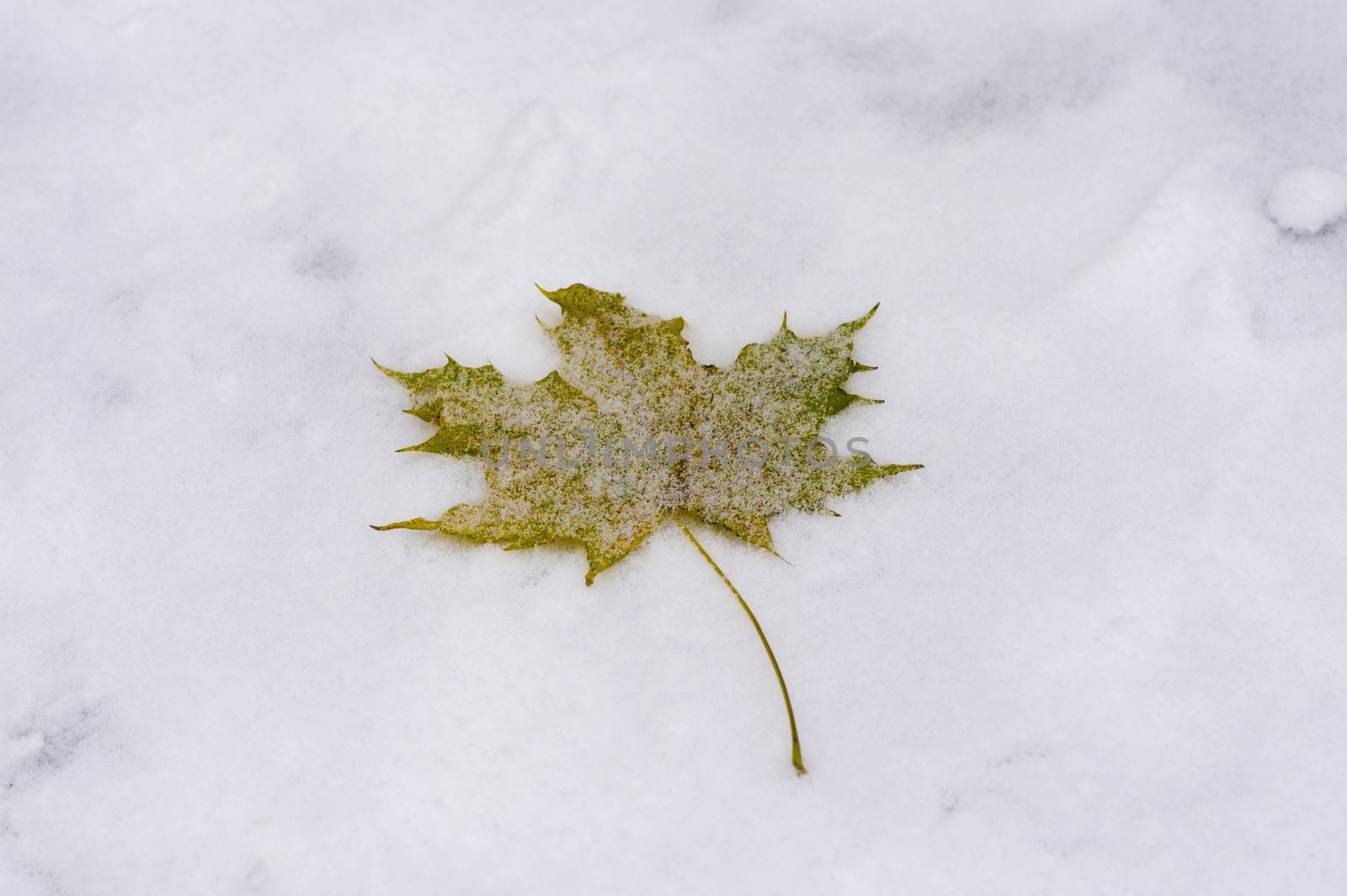 Fallen maple leaf lying on white snow