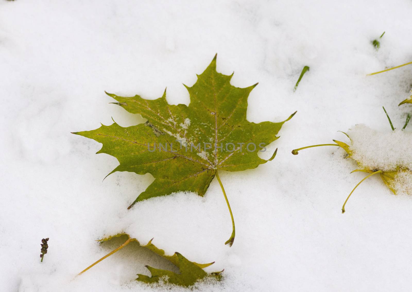 Fallen leaf on snow by vizland