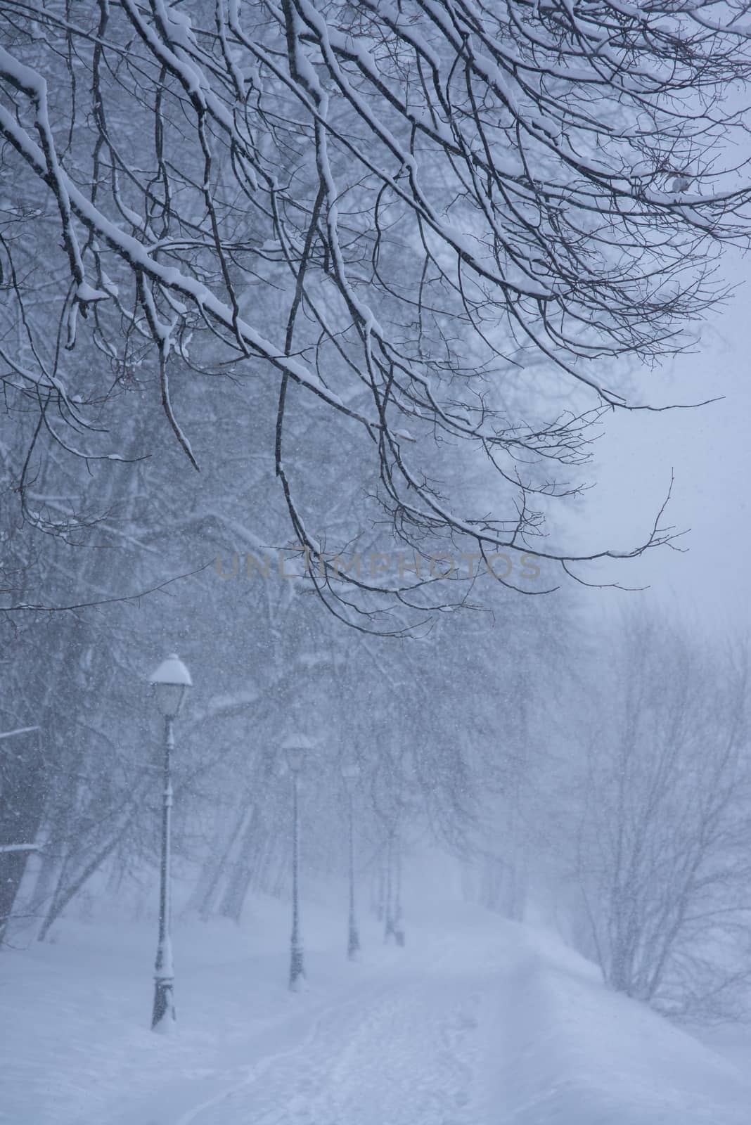 Winter park in the evening covered with snow with a row of lamps and leading pathway. Tree branches on foreground by skrotov