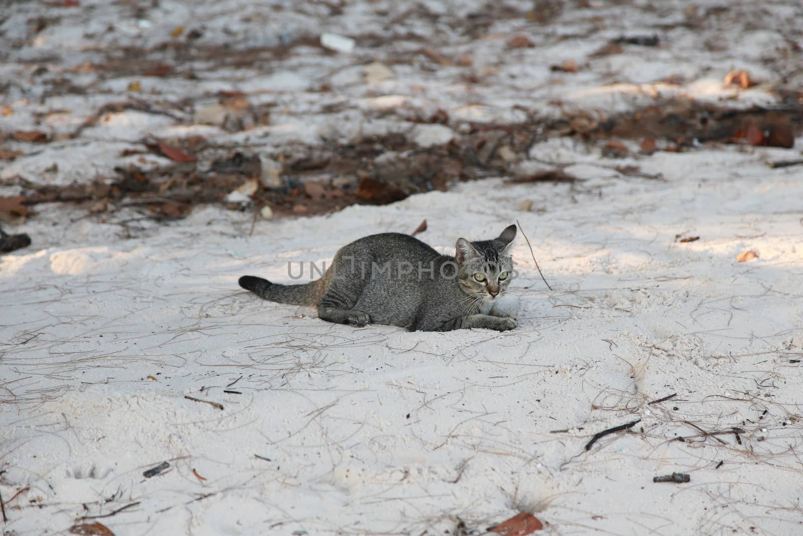 cat on sand of koh sukorn beach by ngarare