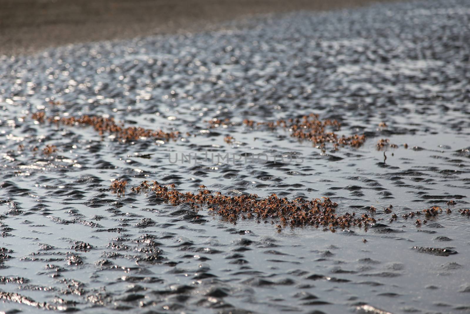 many of red crab on beach in the sea by ngarare