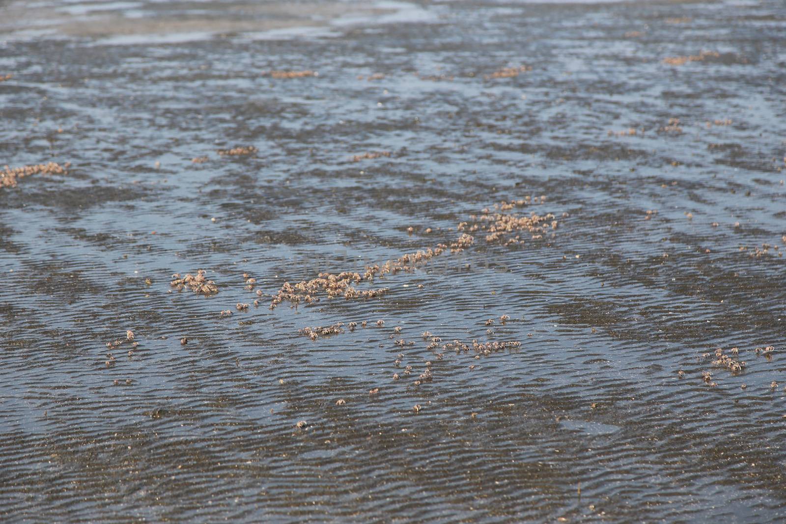 many of red crab on beach in the sea by ngarare