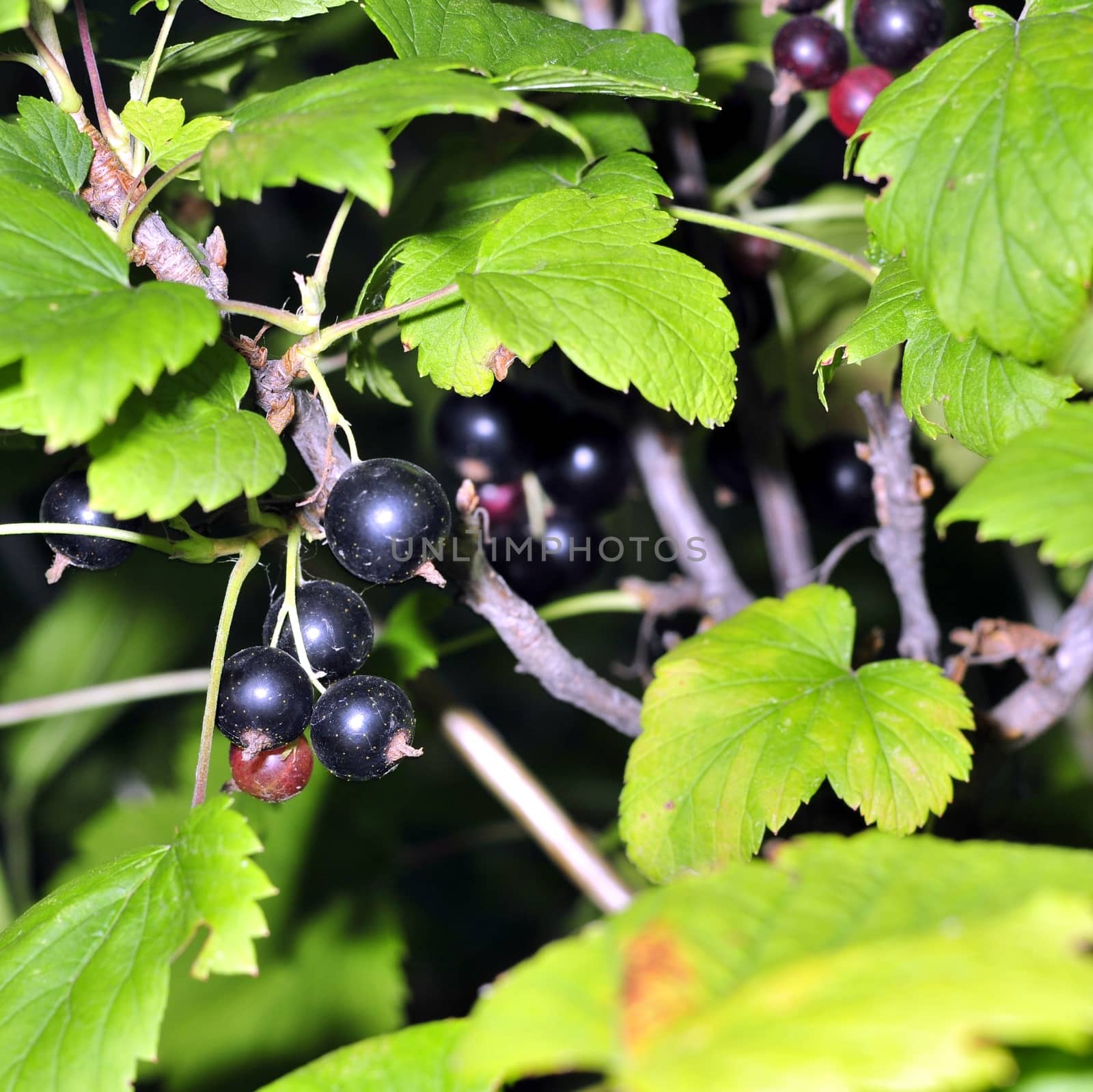 black currant on a branch among green leaves