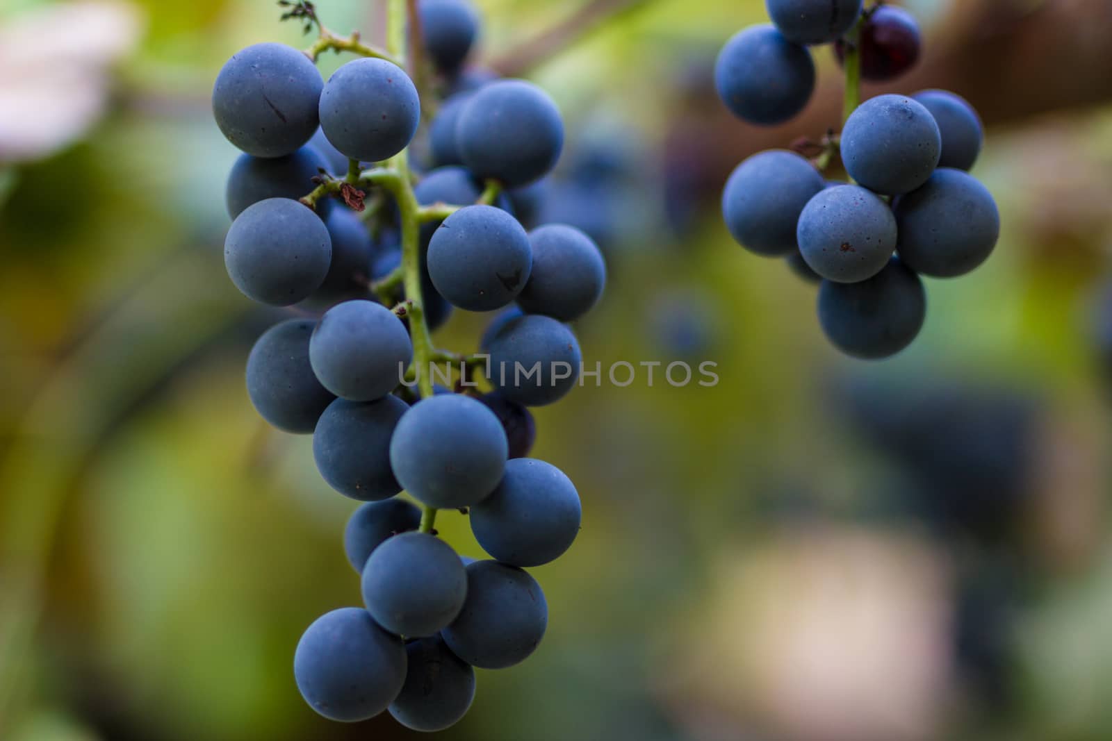 Vineyards in autumn harvest. Ripe grapes in fall. Cluster grapes