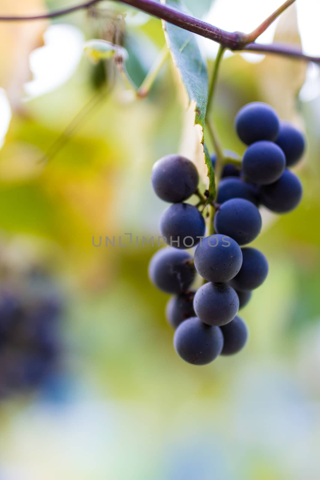 Vineyards in autumn harvest. Ripe grapes in fall. Cluster grapes