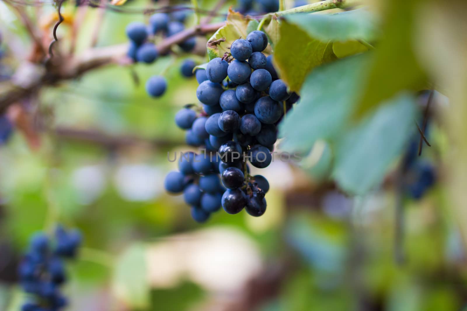 Vineyards in autumn harvest. Ripe grapes in fall. Cluster grapes