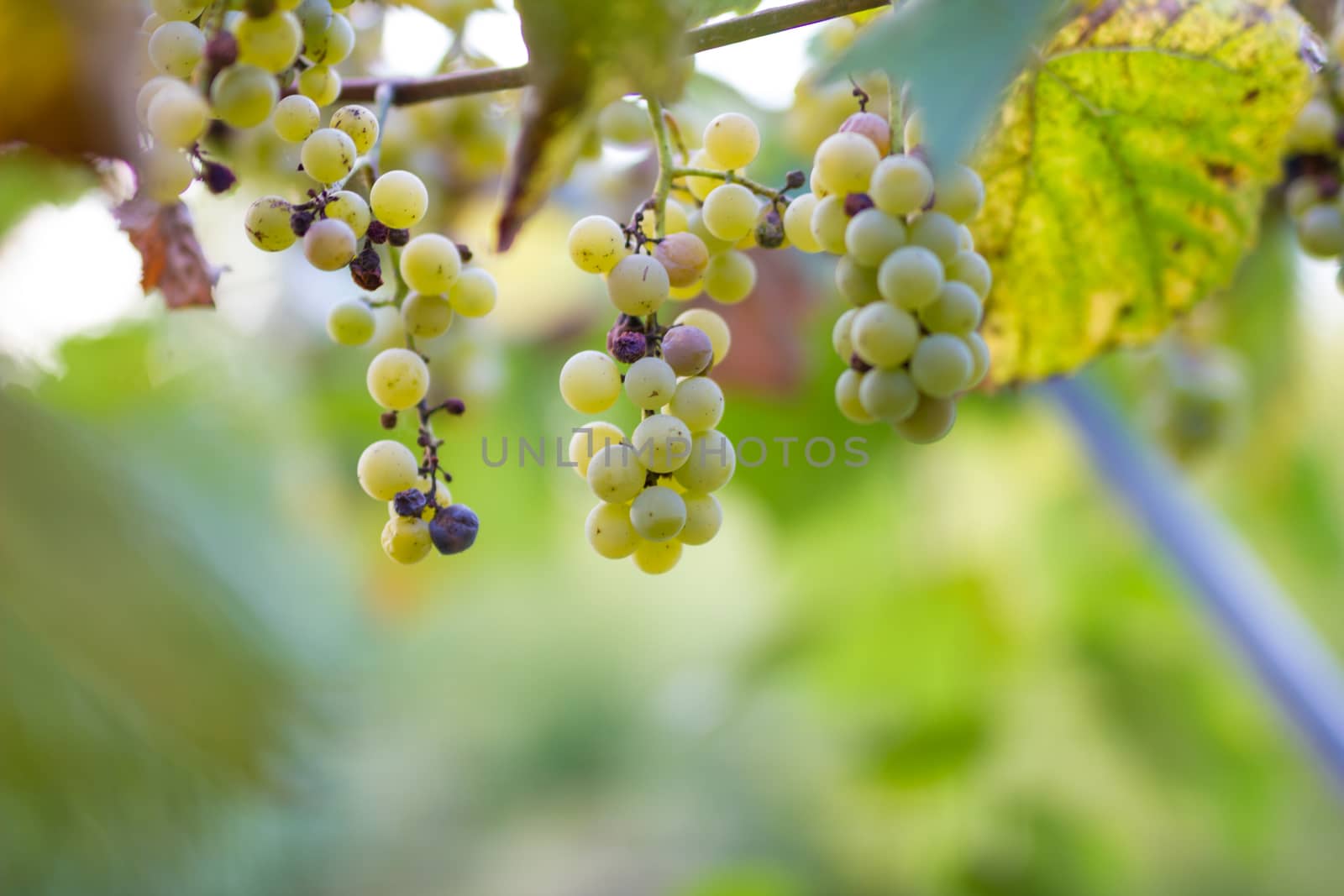 Vineyards in autumn harvest. Ripe grapes in fall. Cluster grapes