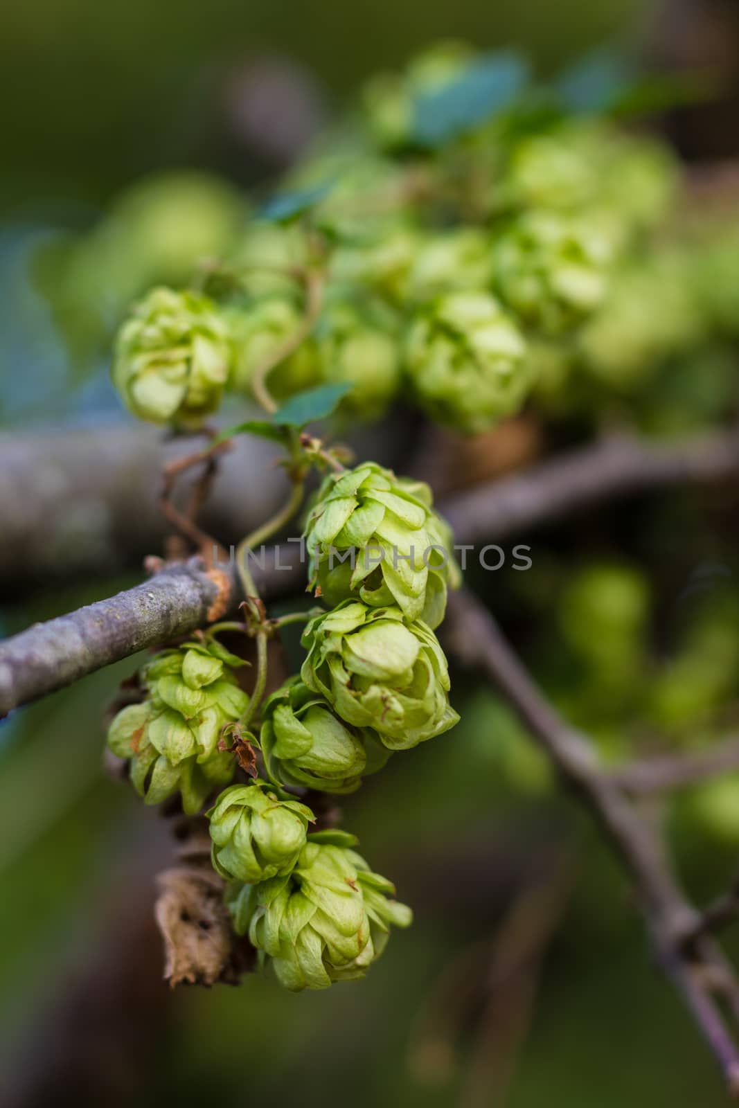 A photo of the hops farm