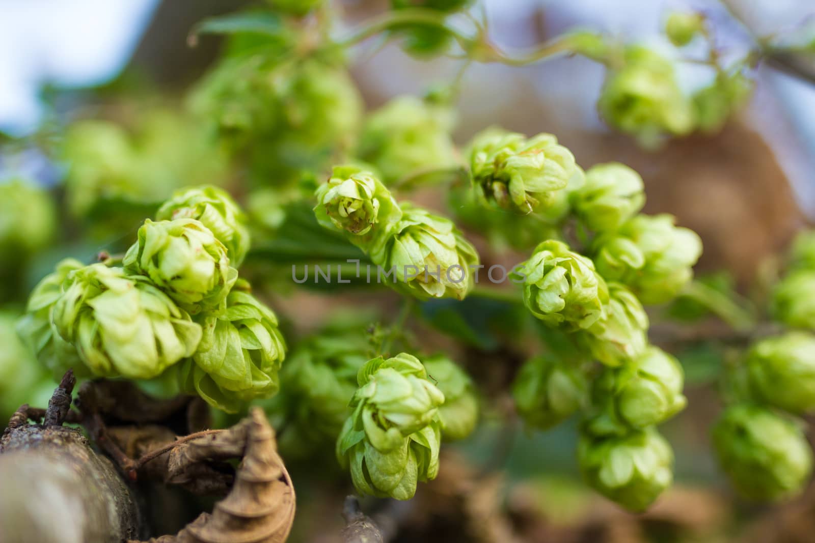 A photo of the hops farm