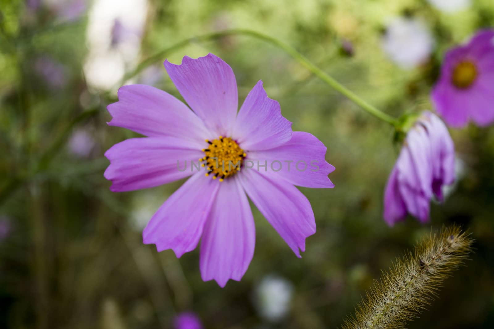 flowerbed with various wonderful flowers. colorful flower