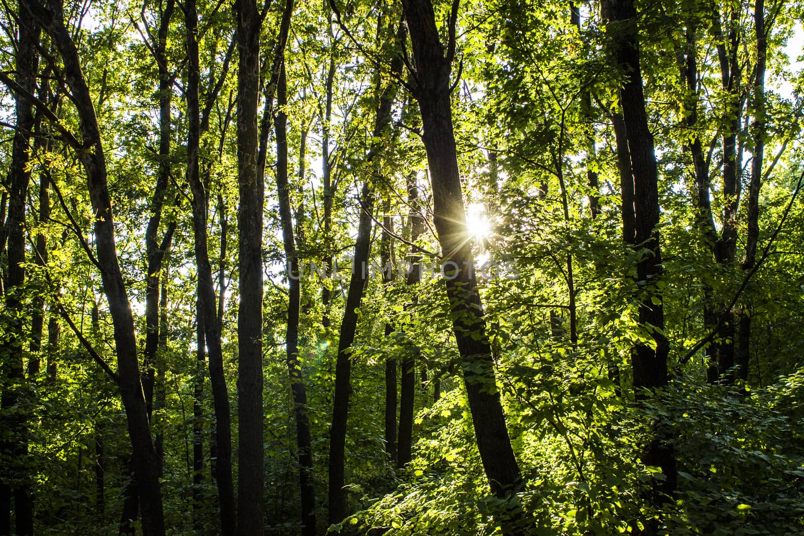 woods forest. trees background. green nature landscape. wilderness intro 1920x1080