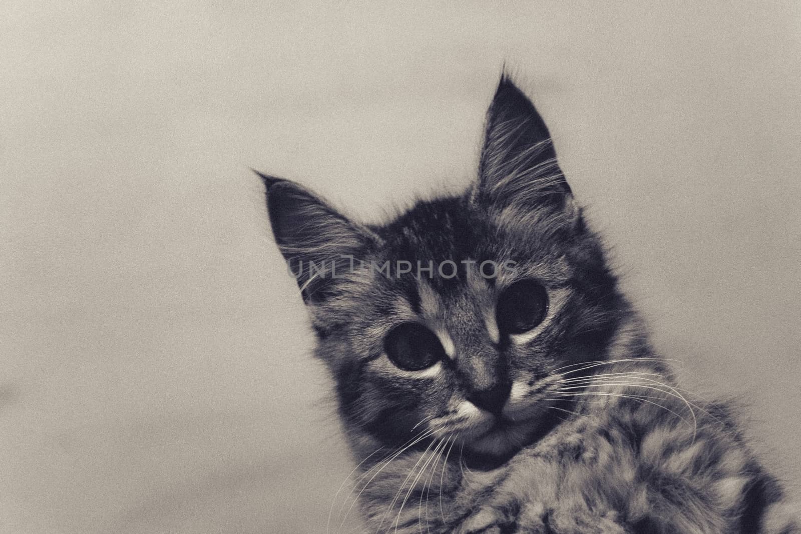 nice grey kitten looking up, very graceful,grey background