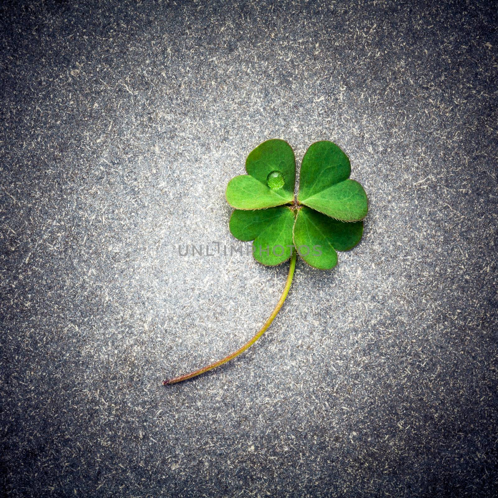 Clovers leaves on Stone .The symbolic of Four Leaf Clover the fi by kerdkanno