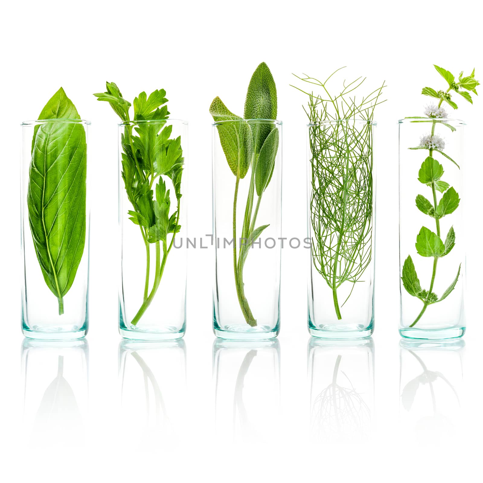 Close Up bottles of fresh aromatic herbs . Fresh sage branch , sweet basil leaves ,fennel ,parsley and peppermint branch isolated on white background.