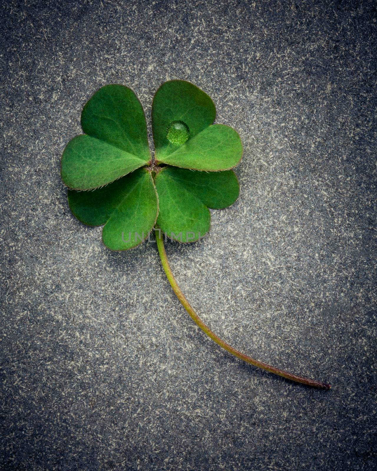 Clovers leaves on Stone .The symbolic of Four Leaf Clover the fi by kerdkanno