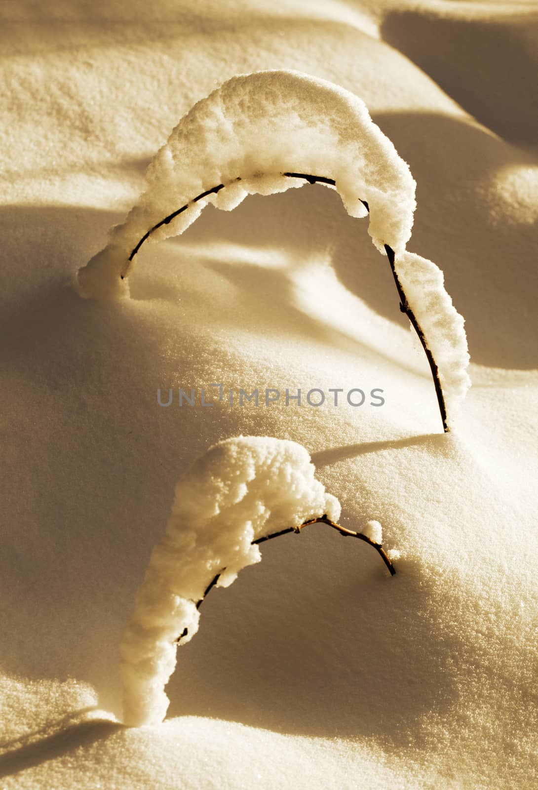 Branch of a small plant covered with snow in the sunset
