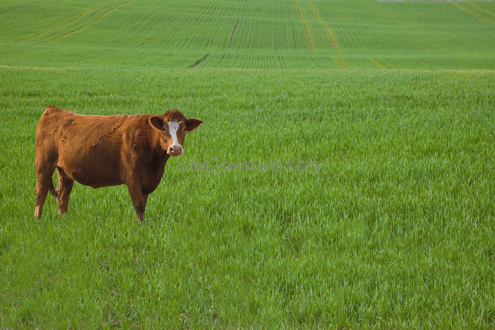 Cow standing in a barley field in early spring