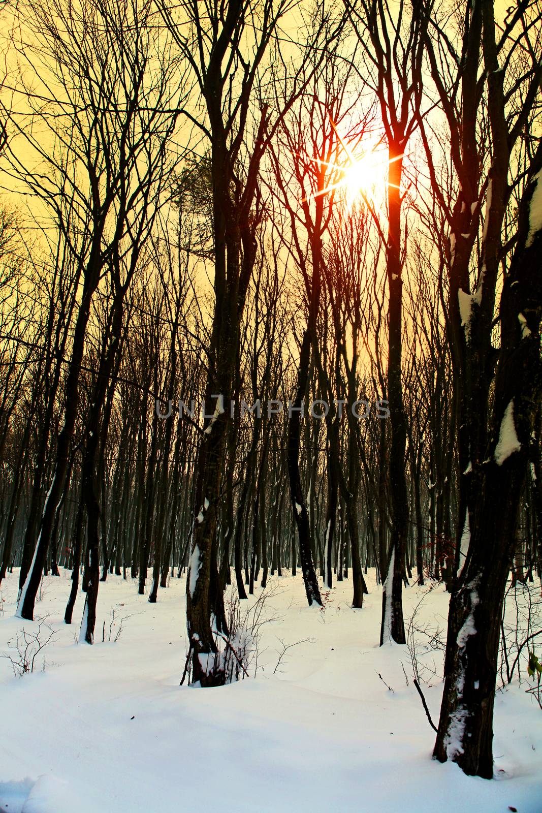 Sunset in forest between trees at winter period