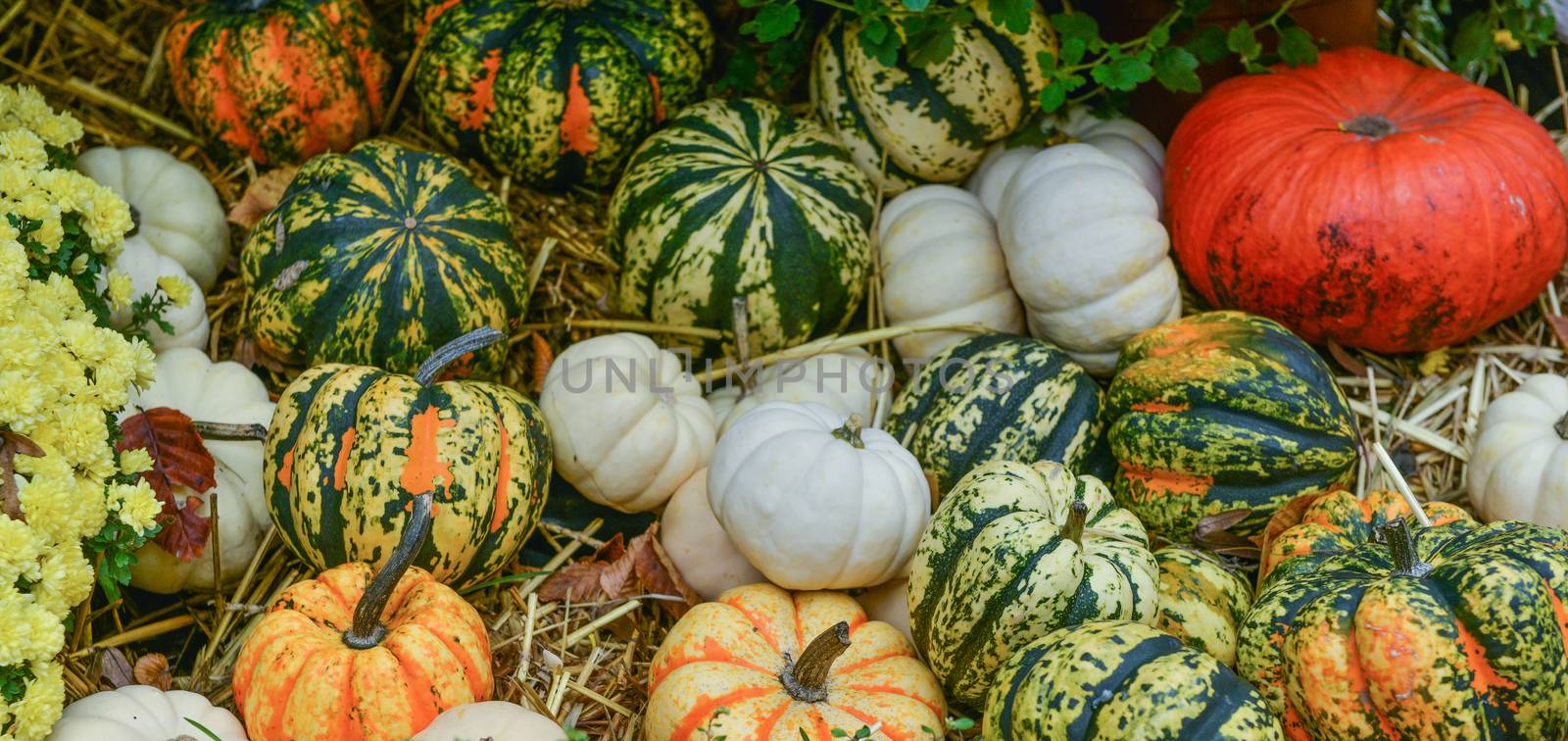 Diverse assortment of pumpkins on background. Autumn harvest. by FreeProd