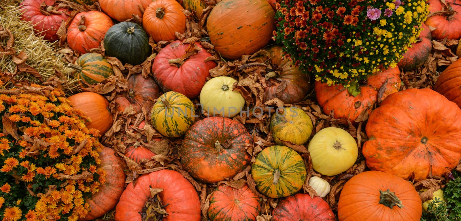 Diverse assortment of pumpkins on background. Autumn harvest. by FreeProd