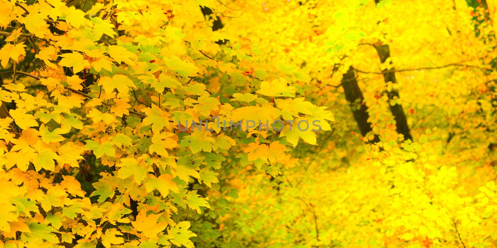 Maple leaf in autumn in Alsace,Autumn background, France
