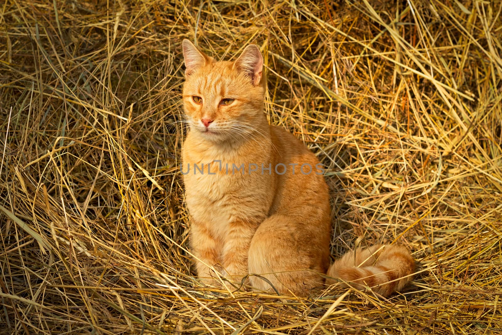 Adult red cat sitting on yellow hay and looking carefully. Portrait pet. Image with selective focus in natural lighting.