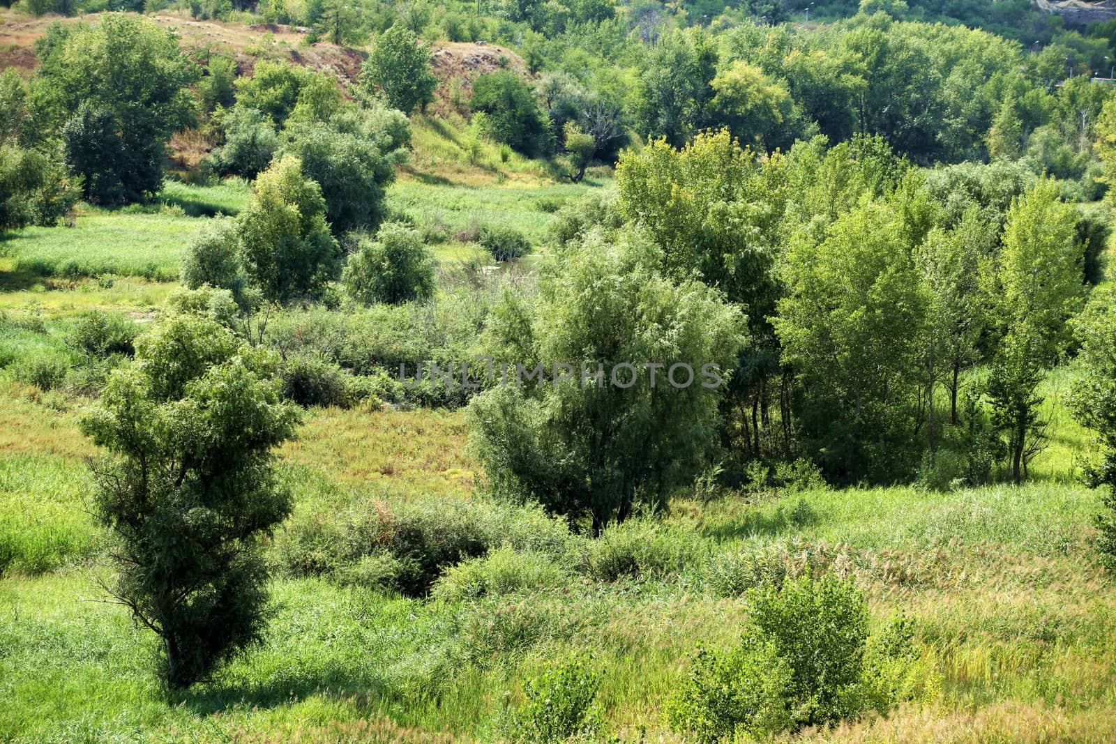 hilly scenic landscape tree and wild grasses 