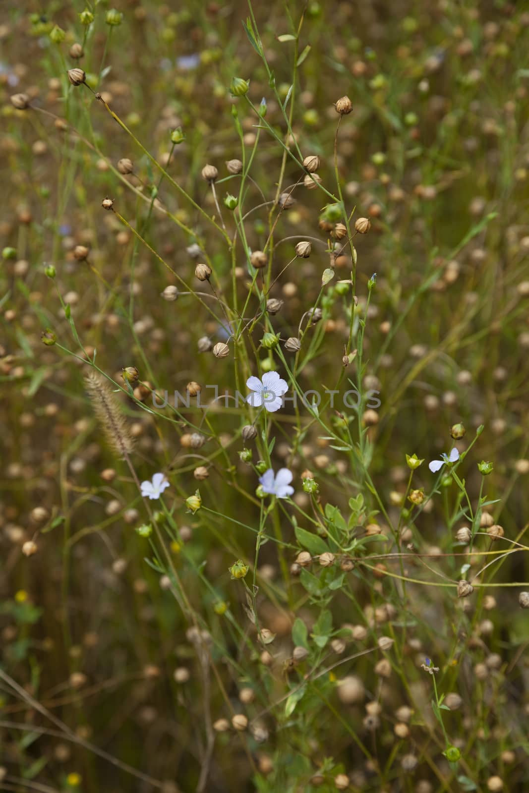 plant flax by dabjola