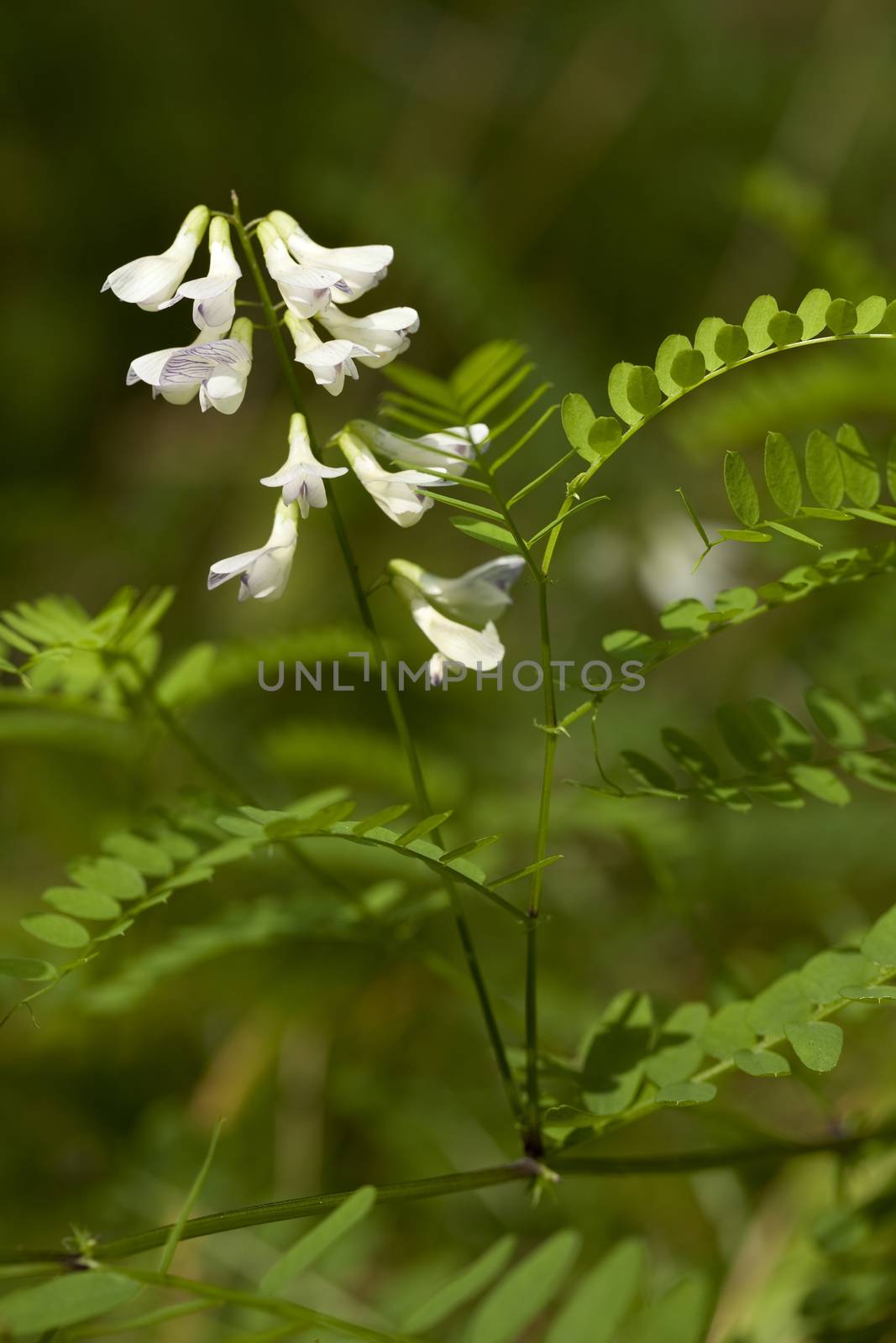 vetch inflorescence (Vicia sylvatica) on blurred background