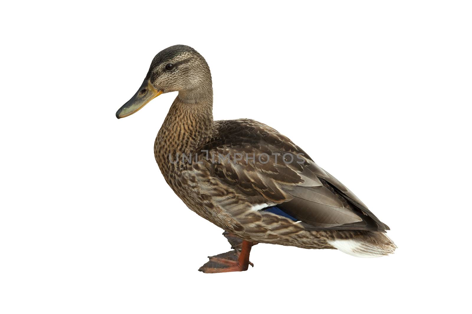 wild duck by dabjola
