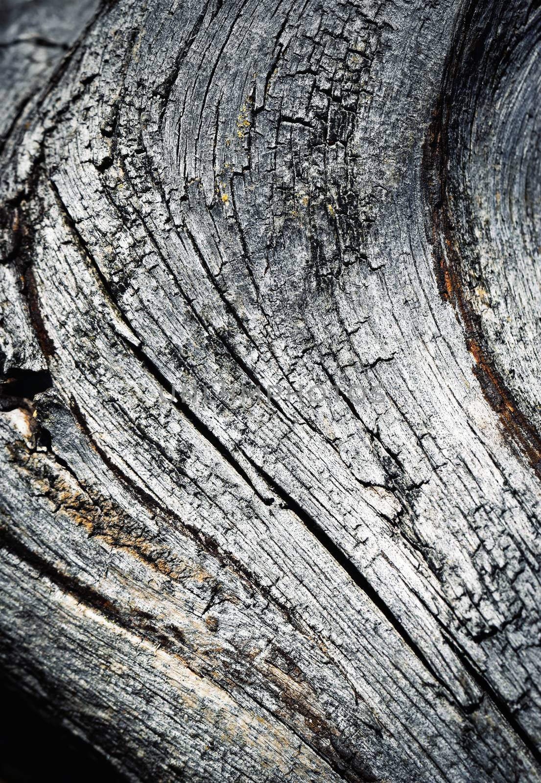 abstract background or texture detail of old weathered wood