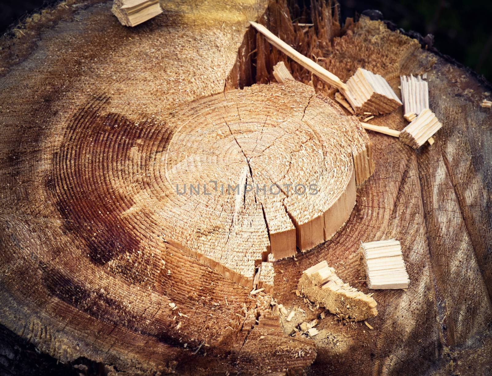 background or texture detail on spruce stump