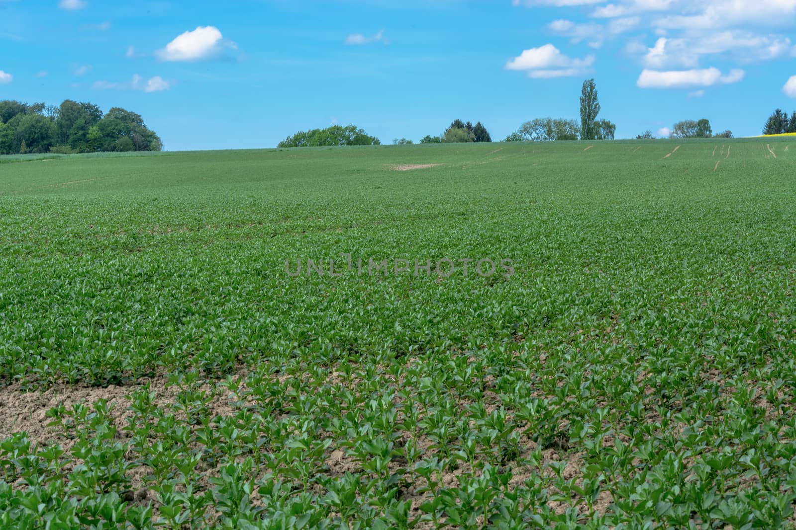 Blooming canola field with blue sky by JFsPic