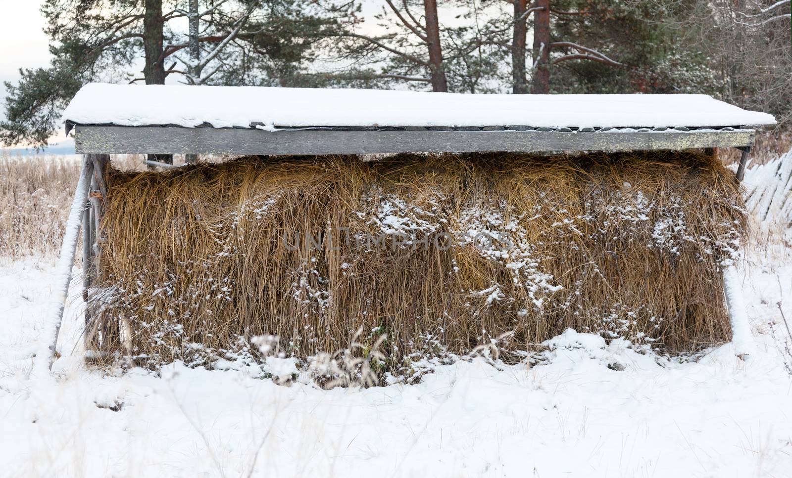 haystack under the roof on the  veshalah