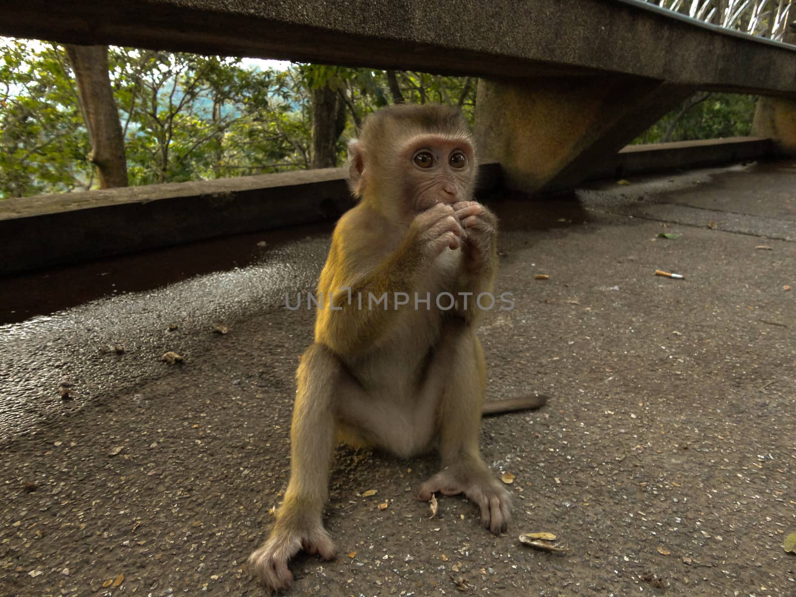 young macaca monkey sitting on stone playing with somthing in his hands. by evolutionnow