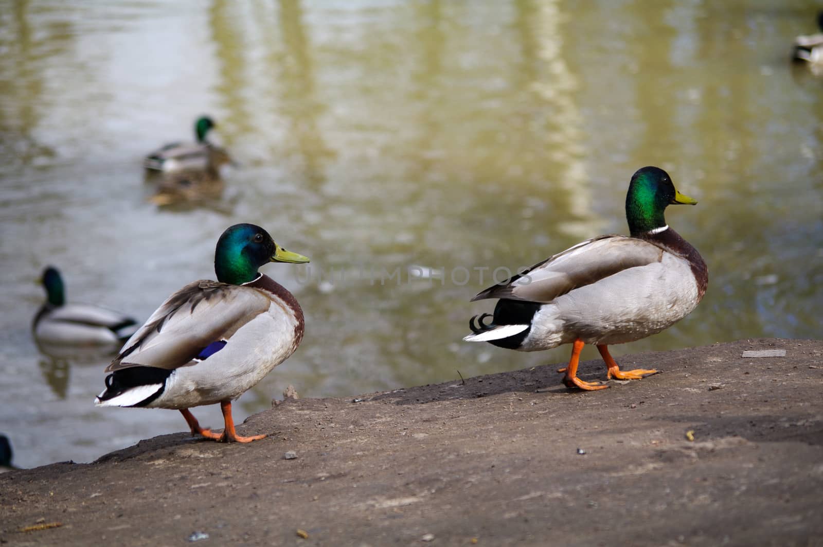 wild mallard Ducks walks on the shore of pond and swimming inside lake water. by evolutionnow