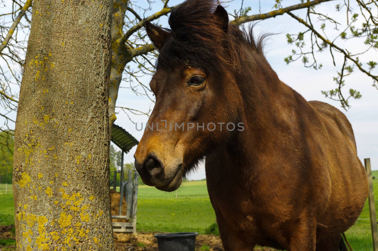 close up of a dark brown iceland horse standing on the pasture between trees by evolutionnow