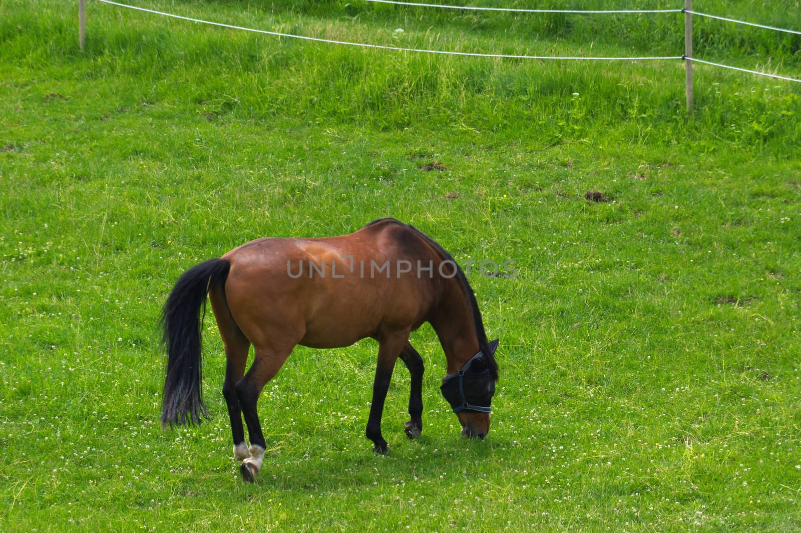 brown horse standing on the pasture and green medow by evolutionnow