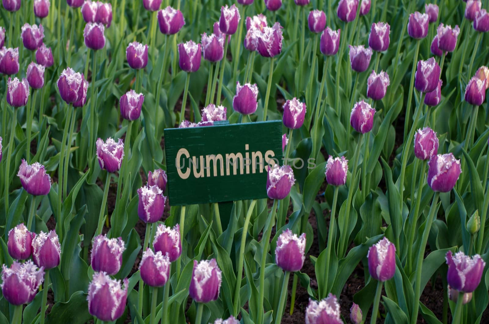 a pink tulip field in the garden or park