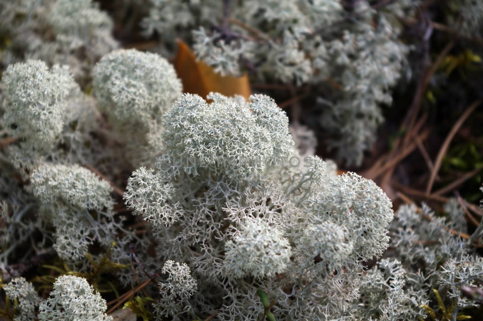 White moss in the forest closeup by evolutionnow
