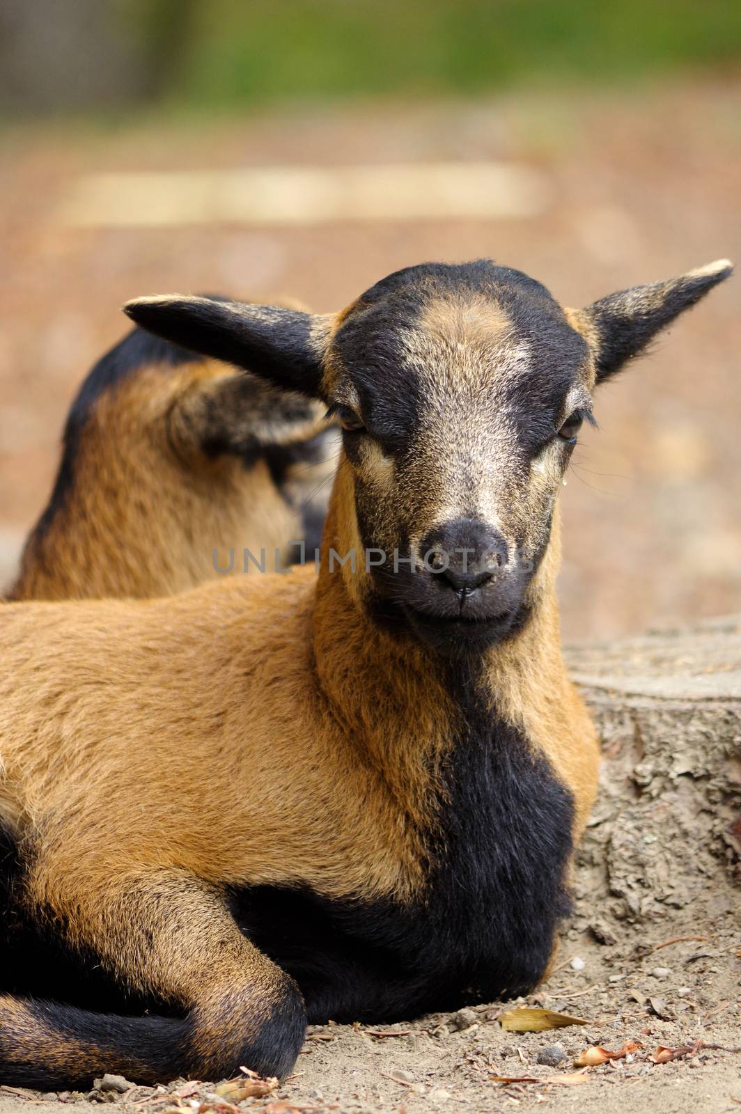 two brown goats grazing in a field, sheep by evolutionnow